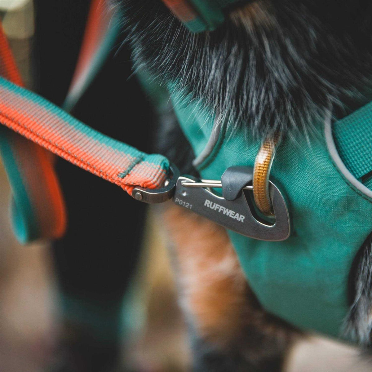 Leash Z930285