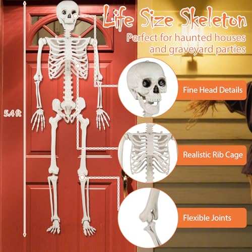 5.4 FT Life Size Posable Skeleton with Movable Joints Z167140